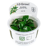 139B TC Bucephalandra 'Kedagang'